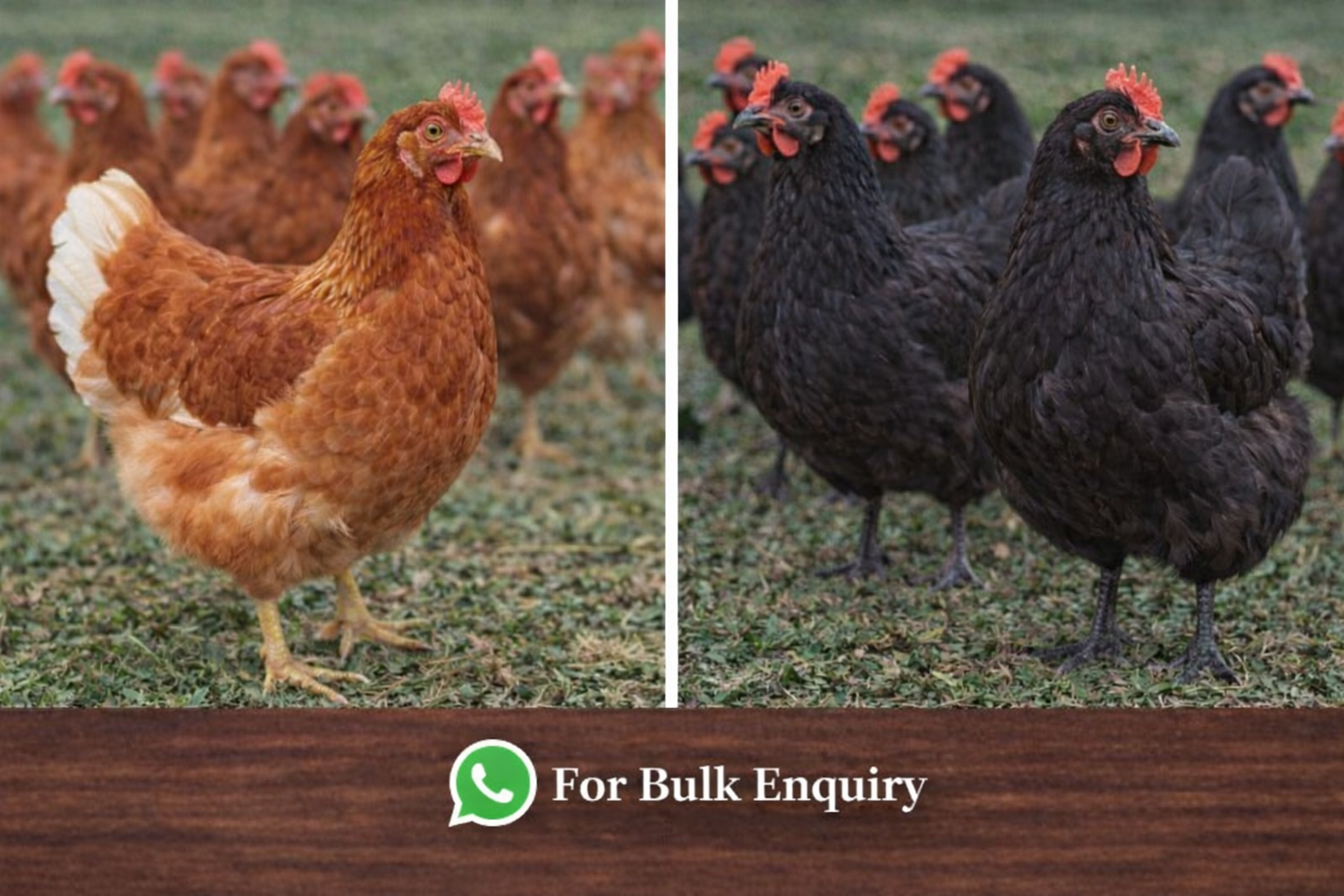 WhatsApp for Bulk Enquiry