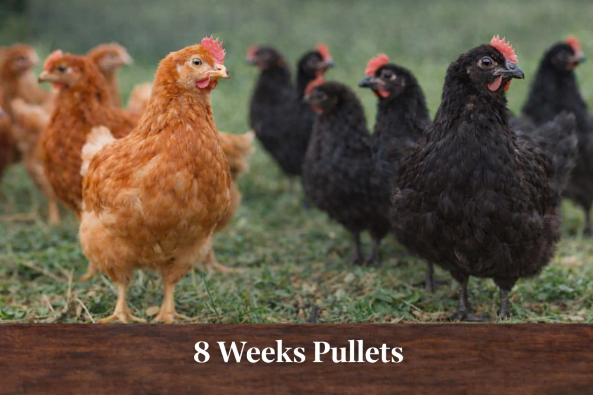 8 week pullets
